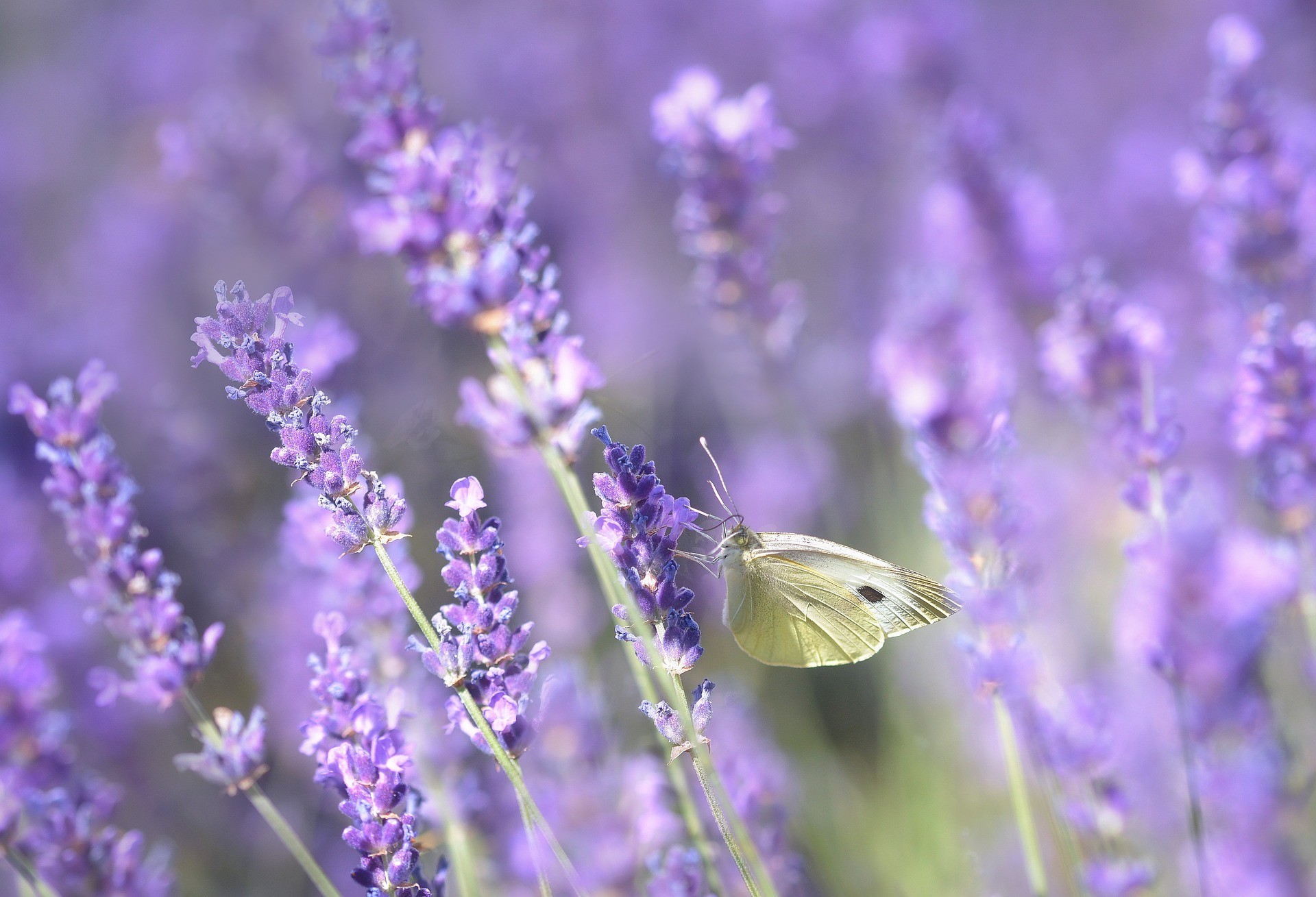 Schmetterling auf Lavendel
